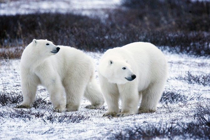 2 Eisbären auf einer verschneiten Wiese