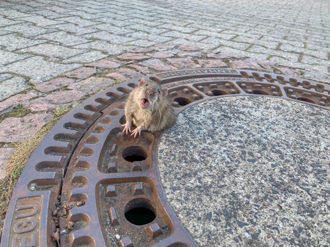 Eine Ratte steckt im Loch eines Gullideckels fest. Kopf, Vorderpfoten und ein Teil des Rumpfs sind oberhalb des Gullideckels, der Rest steckt unterhalb des Gullideckels fest.