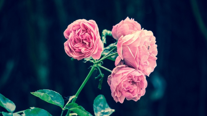 eine rosafarbene Rose mit 4 Blüten
