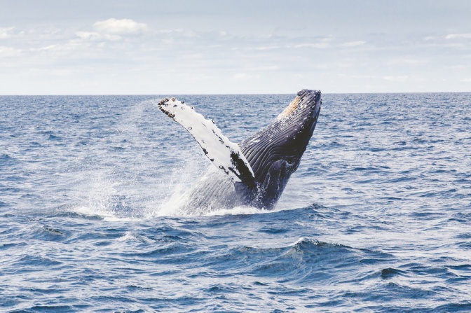 Ein Wal springt aus den Wellen und lässt sich zurück ins Wasser fallen. Wasser spritzt hoch auf.