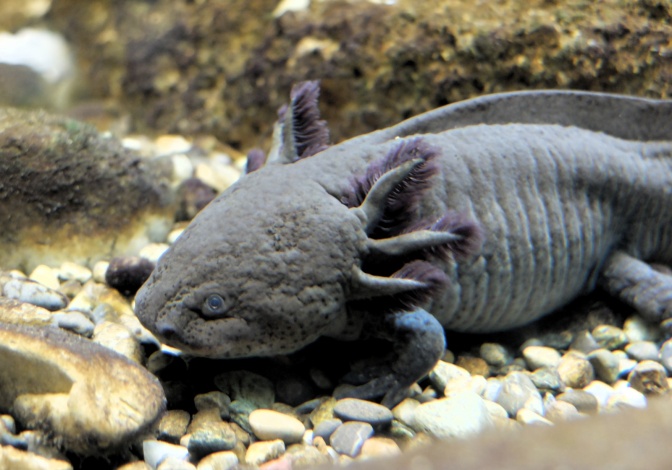 Ein dunkelgraues Axolotl auf Kies in einem Aquarium.