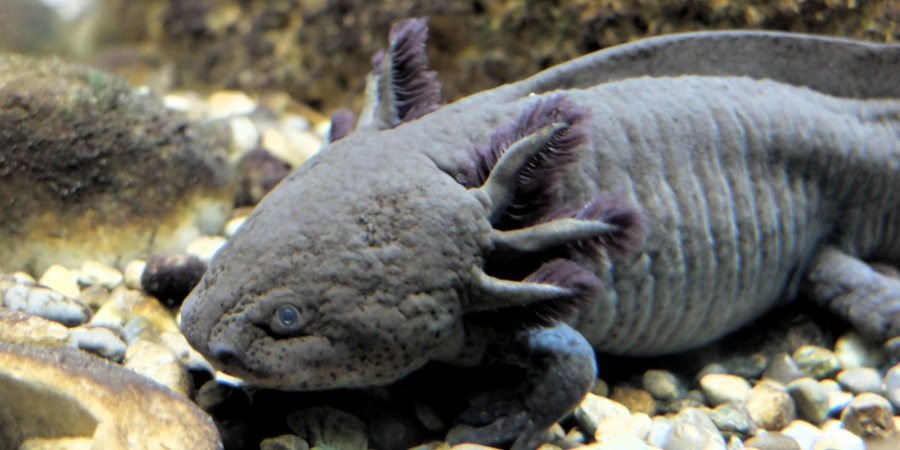 Ein Mann findet ein Axolotl in einem Müll-Eimer