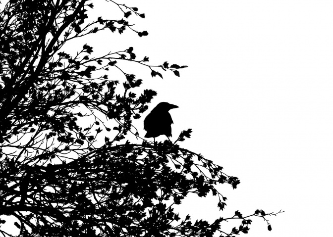 Eine schwarz-weiße Zeichnung einer Krähe im Geäst eines Baumes.