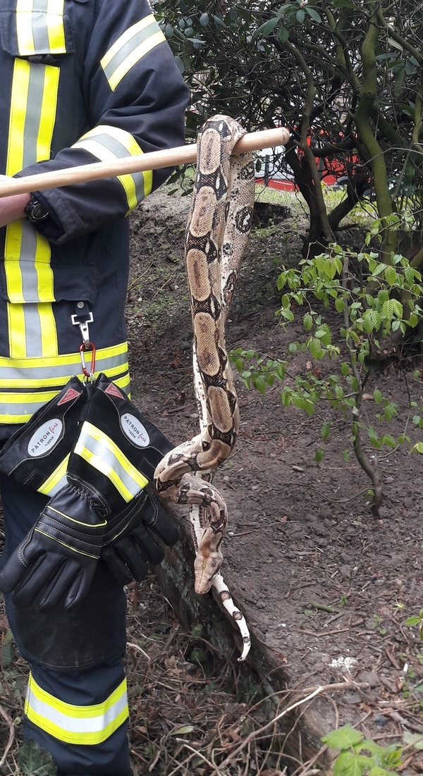 Ein Feuerwehrmann in Uniform zeigt die Schlange, die über einen Ast hängt, den er in der Hand hält.