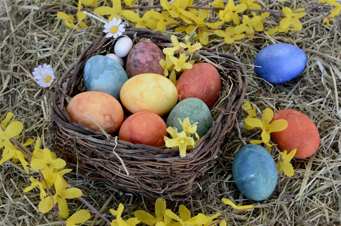 Ein aus Reisig geflochtenes Osternest, gefüllt mit gefärbten Eiern. Um das Nest herum und zum Teil auch darin liegen gelbe Blüten.