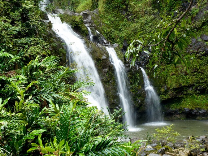 Wild wuchernde Pflanzen, vor allem Farne, dazwischen ein Wasserfall.