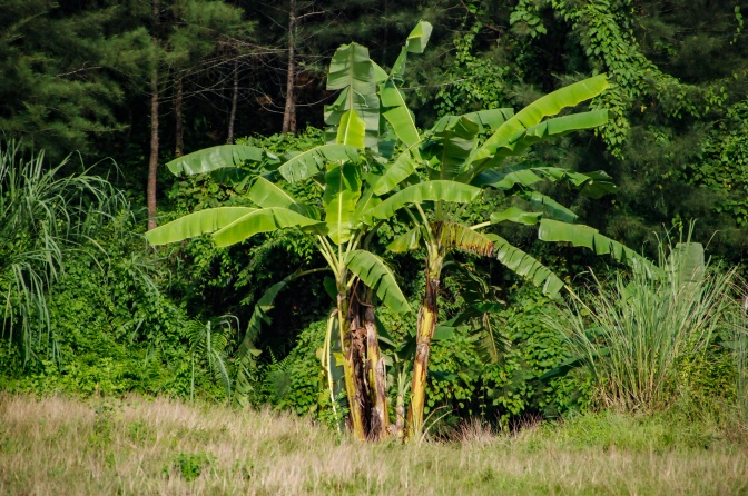 Bananenpalmen stehen vor einem bawaldeten Stück Land.