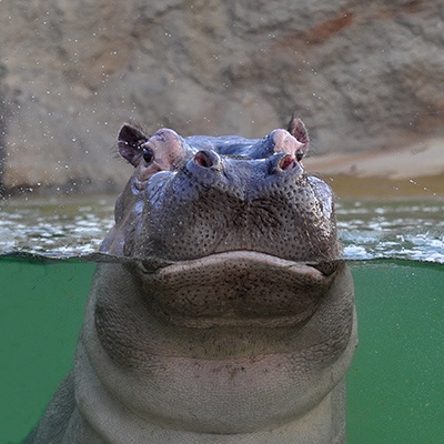 Ein Flusspferd in einem Becken mit Wasser