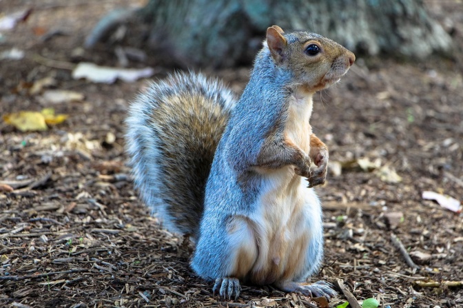 Ein graues Eichhörnchen steht aufrecht auf seinen Hinterbeinen.