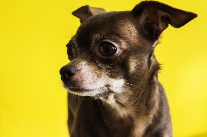 Ein kleiner Chihuahua mit kurzem, braunem Fell