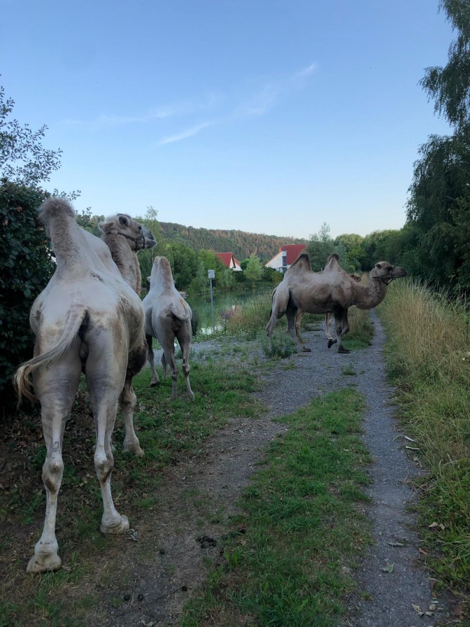 3 Kamele auf einem Feldweg