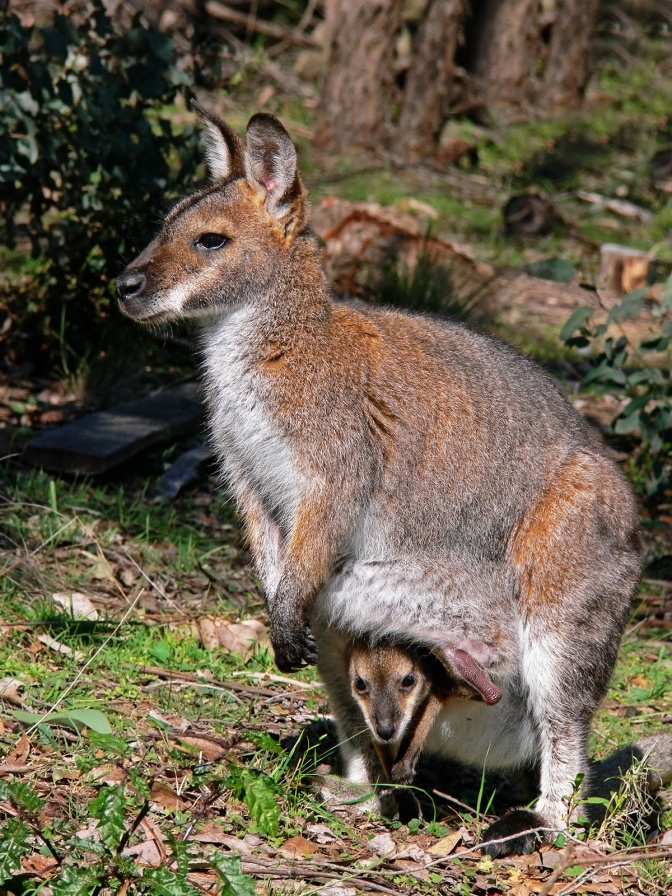 Ein Känguru auf einer Wiese. Es hat ein Junges im Beutel.