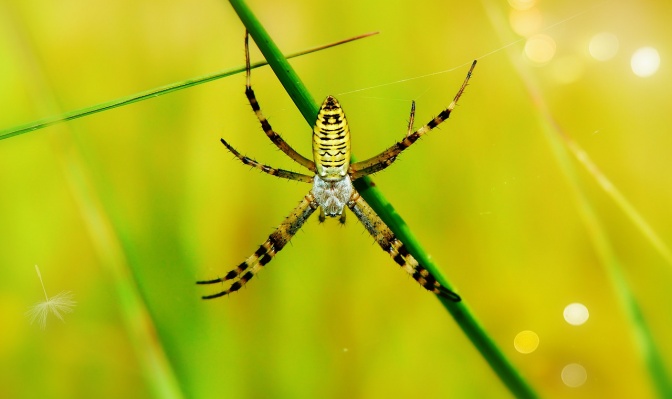 Eine schmale, kleine Spinne mit verschiedenen Farben sitzt in einem Spinnennetz. Im Hintergrund sieht man Grashalme.