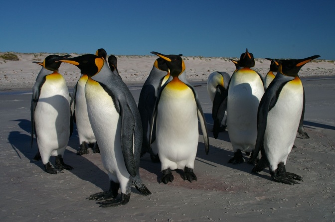 Die Pinguine stehen locker zusammen. Sie haben schwarz-weißes Gefieder mit einem gelben Kranz um den Hals und einen orangenen Schnabel.
