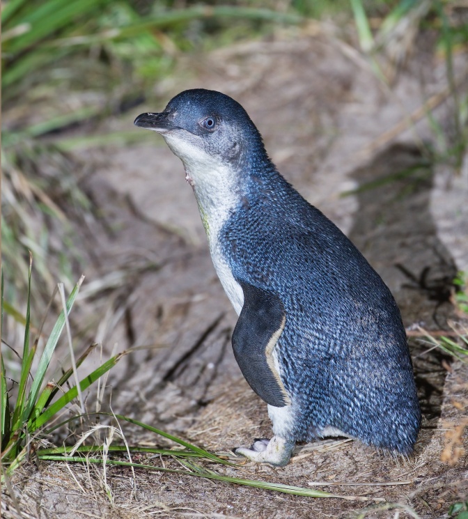 Ein kleiner grau-weißer Pinguin