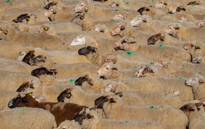 Eine große Gruppe von Schafen mit hellem Fell und schwarzen Köpfen