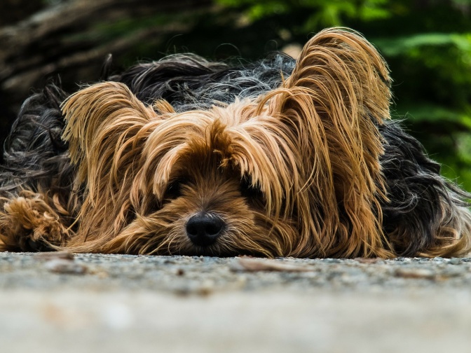 Ein Yorkshire-Terrier liegt auf sandigem Boden und stellt beide Ohren auf.