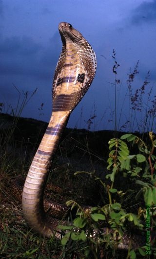 Eine Kobra vor dunklem Himmel. Sie hat sich hoch aufgerichtet. Man sieht ihre braun und dunkel gemusterte Schlangenhaut.