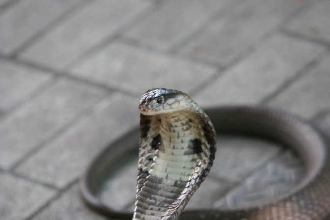 Eine Schlange mit in Braun- und Grautönen gemusterte Schlange mit aufgestelltem Kopf. Sie liegt auf Fliesenboden.