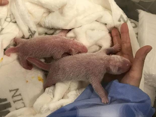 2 kleine, rosane Pandababys auf einer Decke. Daneben sieht man die Hand eines Pflegers.