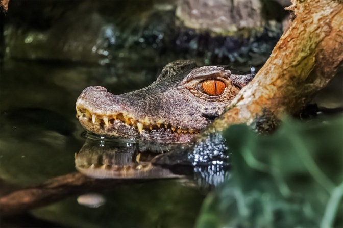 Ein Krokodil schwimmt durchs Wasser. Man sieht über der Oberfläche nur den Kopf mit scharfen Zähnen und orangenen Augen.