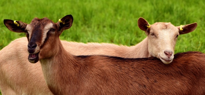 2 Ziegen mit hellerem und dunklerem Fell stehen nebeneinander auf einer Wiese.
