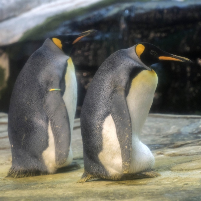 2 Pinguine mit Federkleid in schwarz. weiß und gelb in einem Gehege des Tierparks.
