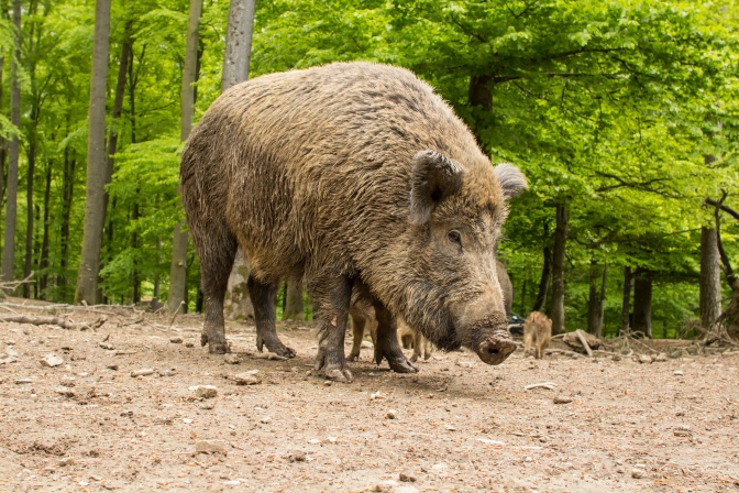 Ein Wildschwein mit braunem, borstigem Fell im Wald.
