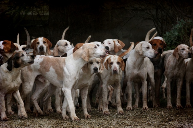 Eine große Gruppe von mittelgroßen, hellen Hunden mit kurzem Fell