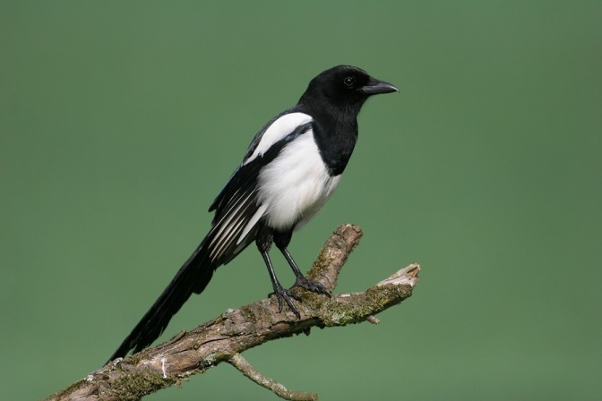 Ein schwarz-weißer Vogel sitzt auf einem Zweig.