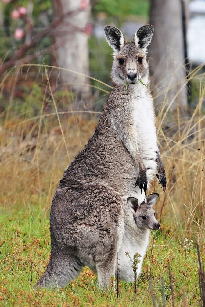 Ein Känguru vor Laubbäumen mit einem Baby im Beutel