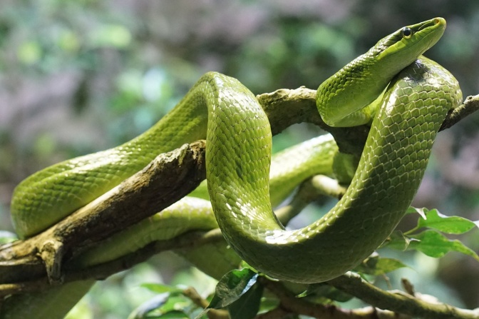 Eine kleine grüne Schlange auf einem Ast