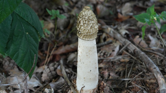 Ein Pilz im Laub eines Waldes. Der Stiel ist weiß und gerade, der Hut leicht bräunlich.