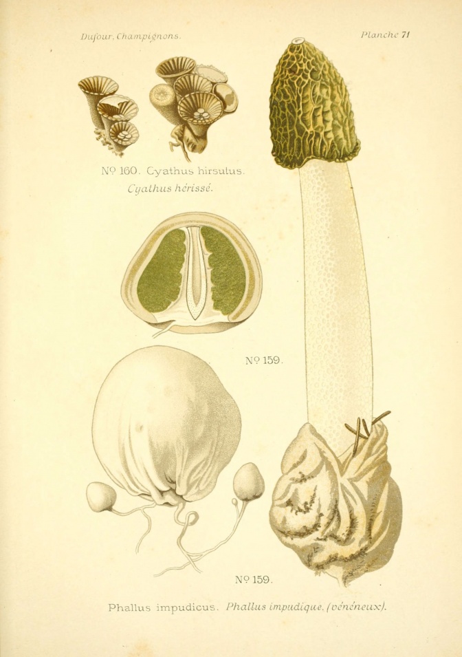 Eine alte Zeichnung einer Stinkmorchel in verschiedenen Reifegraden und im Querschnitt.