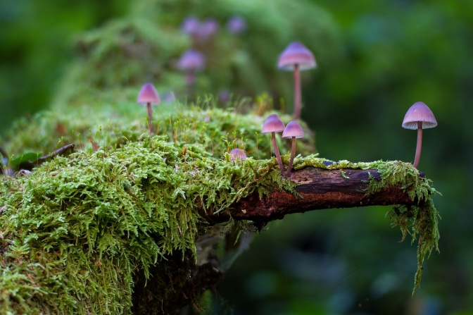 Kleine Lamellenpilze mit einem Hut in lila und rosa wachsen auf einer bemoosten Baumscheibe.