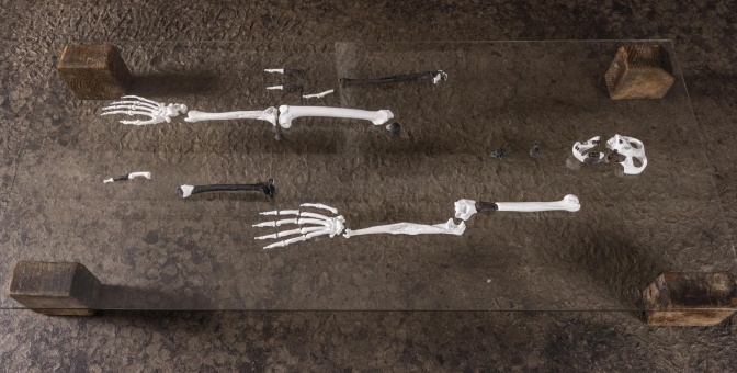 Einzelne Knochen liegen, zum Skelett zusammengefügt, auf einem Glastisch.