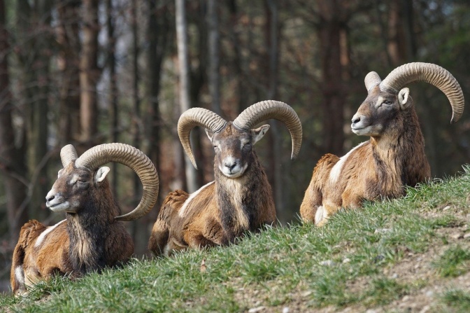 3 Schafe mit gedrehten Hörnern stehen an einem Abhang im Wald