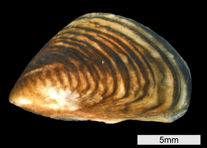 Eine Muschel, die auf der Vorderseite spitz zuläuft. Sie hat wellenförmige Riffel auf der Oberseite.