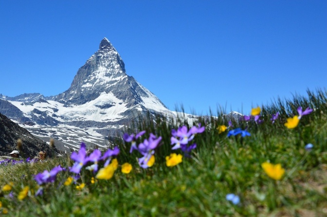 Im Vordergrund eine Blumenwiese mit Krokussen, im Hintergrund ragt ein kahler, schneebedeckter Berg auf.
