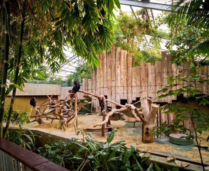 Ein Gehege im Affen-Haus im Zoo Krefeld mit Pflanzen und Kletterstangen. Zwei Menschenaffen sitzen auf den Kletterstangen.