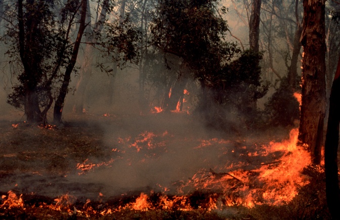 Eine brennende Waldfläche, Glut und Flammen zwischen geschwärzten Bäumen
