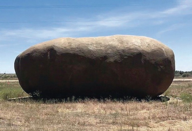 Eine sehr große Kartoffel liegt auf einem Feld.