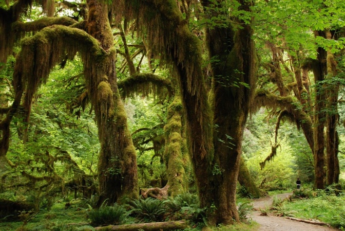 Eine Regenwaldlandschaft bestehend aus großen, wild wuchernden grünen Pflanzen