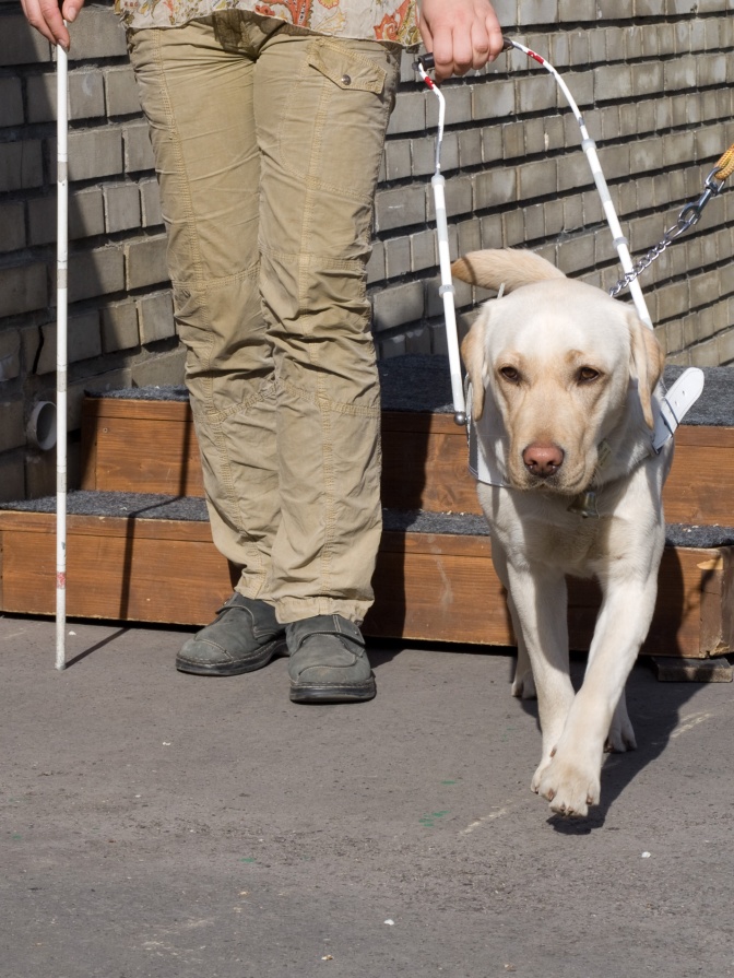 Ein mittelgroßer Hund mit kurzem Fell führt einen Mann, der in der einen Hand ein Hundeführgestell und in der anderen Hand einen Blindenstock hat.