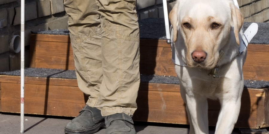 Heute ist internationaler Tag des Blinden-Führ-Hundes