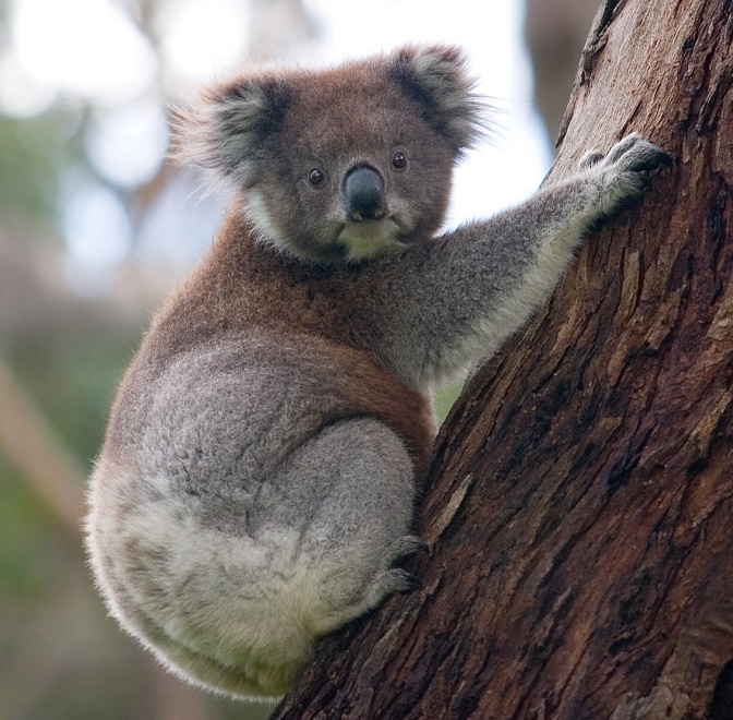 Ein Koalabär klettert seitlich an einem Baum hoch.