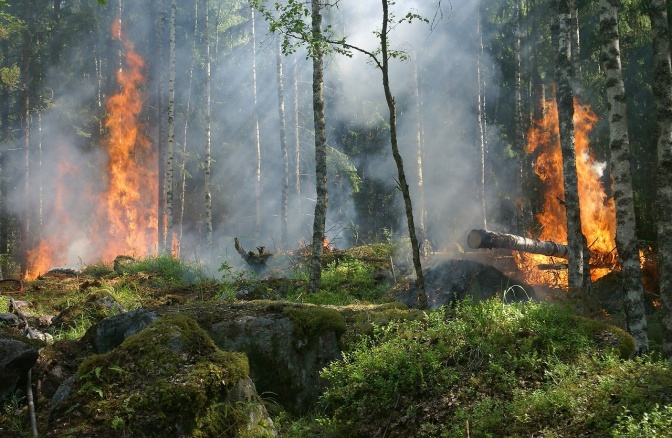 Ein Wald, in dem zwei Bäume lodernd brennen. Es raucht und dampft.
