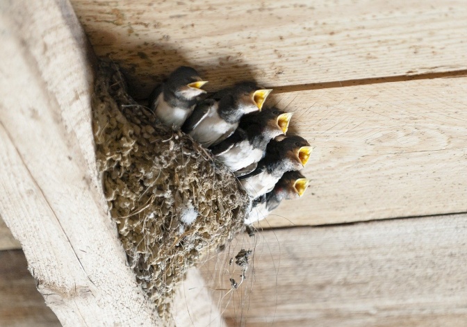 Ein Nest mit jungen Schwalben hängt unter einer Holzdecke. Die 5 Vogelbabys reißen ihre Schnäbel weit auf.