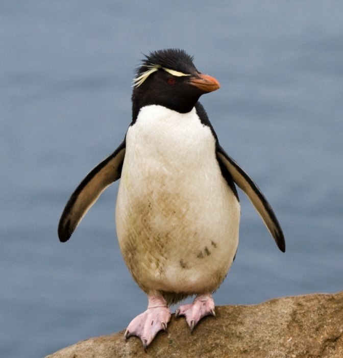 Ein Pinguin steht auf einem Felsen. Er spreizt seine Flügel leicht ab. Die Federn auf seinem Kopf stehen hoch.