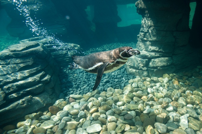 Ein Pinguin schwimmt unter Wasser, um ihn herum sieht man Felsformationen, auf dem Grund liegen Kiesel.